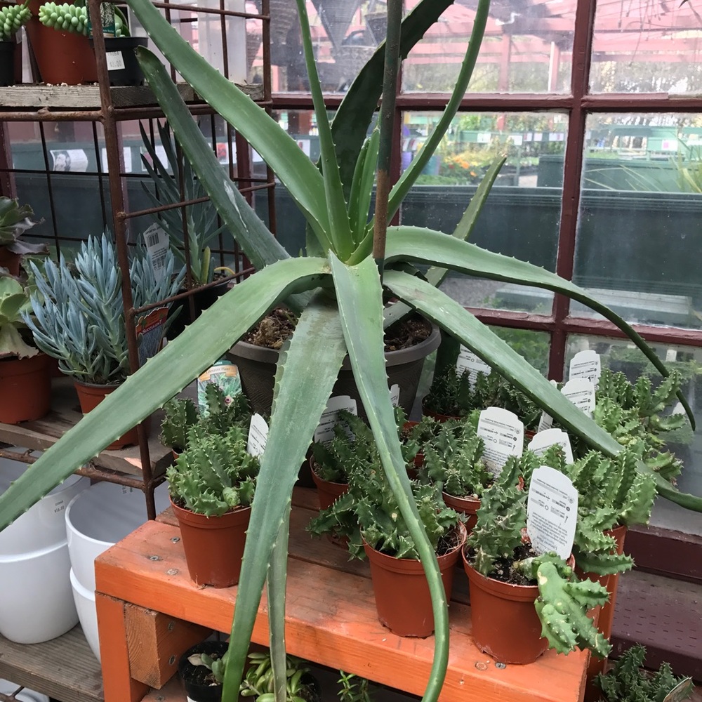 Meet your Posher, Yesenia